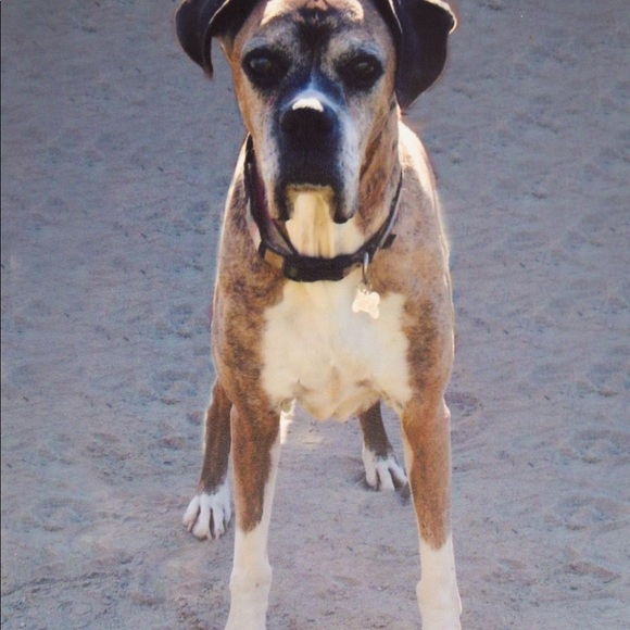 Meet your Posher, Lacey - Picture 5 of 7